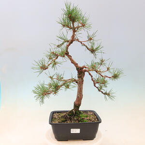 Keramická bonsai miska 30 x 30 x 7, barva hnědá