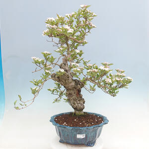 Venkovní bonsai - Hloh klínovitý - Crataegus cuneata