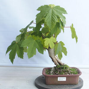 Venkovní bonsai - Javor klen - Acer platanoides