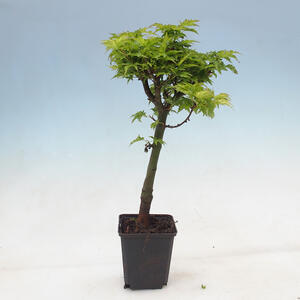 Javor dlanitolistý - Acer palmatum Shishigashira 1 ks