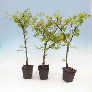 Javor dlanitolistý - Acer palmatum Berry Broom 1 ks