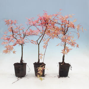 Javor dlanitolistý - Acer palmatum Beni Tsukasa 1 ks
