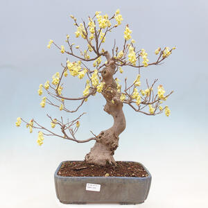 Venkovní bonsai - Lískoveček - Corylopsis Spicata
