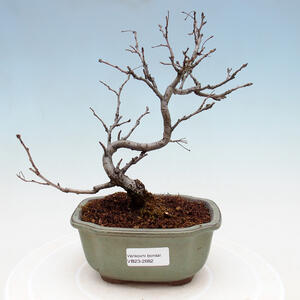 Venkovní bonsai - Blýskalka chlupatá - Photinia villosa