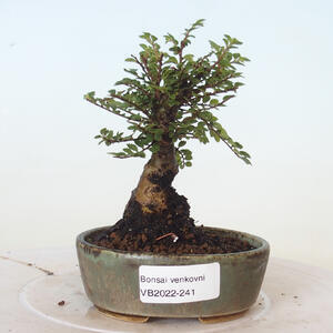 Venkovní bonsai - Ulmus parvifolia SAIGEN - Malolistý jilm