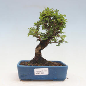 Venkovní bonsai - Ulmus parvifolia SAIGEN - Malolistý jilm