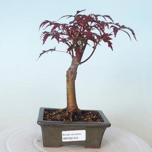 Venkovní bonsai - Acer palm. Atropurpureum-Javor dlanitolistý červený