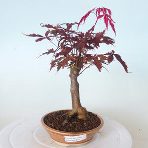 Venkovní bonsai - Acer palm. Atropurpureum-Javor dlanitolistý červený