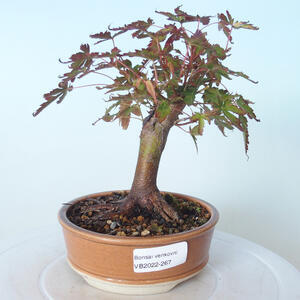 Venkovní bonsai - Javor palmatum sangokaku - Javor dlanitolistý