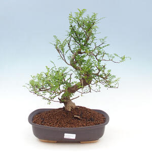 Keramická bonsai miska 12 x 8,5 x 4 cm, barva béžová
