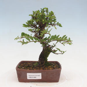 Keramická bonsai miska 14 x 12 x 4 cm, barva hnědá