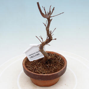 Keramická bonsai miska 15,5 x 10,5 x 3 cm, barva hnědá