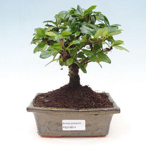 Keramická bonsai miska 11,5 x 11,5 x 4,5 cm, barva červená