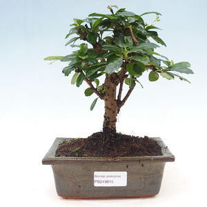 Keramická bonsai miska 8,5 x 7 x 3,5 cm, barva žlutá
