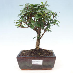 Keramická bonsai miska 8,5 x 7 x 3,5 cm, barva žlutá