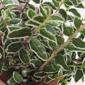 Venkovní bonsai-Lonicera nitida siver Beauty-Zimolez