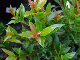 Pimentovník - Syzygium