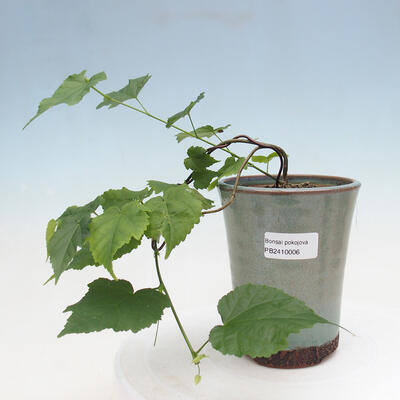 Pokojová bonsai - Malvaviscus arboreus - ibiškovec dřevnatý PB2410006 - 1
