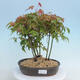 Acer palmatum  - Javor dlanitolistý - lesík - 1/4