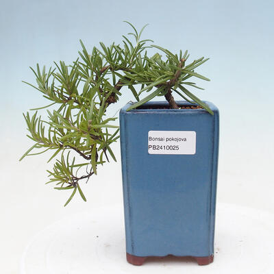 Pokojová bonsai - Rozmarýn lékařský-Rosmarinus officinalis PB2410025 - 1
