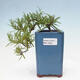 Pokojová bonsai - Rozmarýn lékařský-Rosmarinus officinalis PB2410025 - 1/3