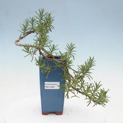 Pokojová bonsai - Rozmarýn lékařský-Rosmarinus officinalis PB2410026 - 1