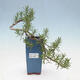 Pokojová bonsai - Rozmarýn lékařský-Rosmarinus officinalis PB2410026 - 1/3