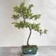 Venkovní bonsai - Malus sp. -  Maloplodá jabloň - 1/5