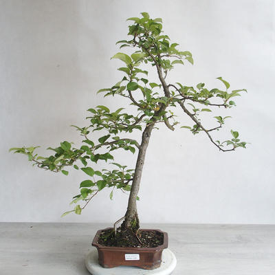 Venkovní bonsai - Malus sp. -  Maloplodá jabloň - 1