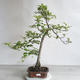 Venkovní bonsai - Malus sp. -  Maloplodá jabloň - 1/5