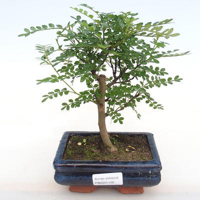 Pokojová bonsai - Zantoxylum piperitum - Pepřovník PB2201100 - 1