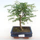 Pokojová bonsai - Zantoxylum piperitum - Pepřovník PB2201100 - 1/4