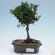 Venkovní bonsai - Cham.pis obtusa Nana Gracilis - Cypřišek - 1/2