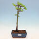 Venkovní bonsai -Javor malolistý SHISHIGASHIRA - 1/3