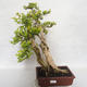 Pokojová bonsai - Duranta erecta Aurea - 1/5