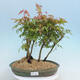 Acer palmatum  - Javor dlanitolistý - lesík - 1/4