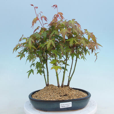 Acer palmatum  - Javor dlanitolistý - lesík - 1
