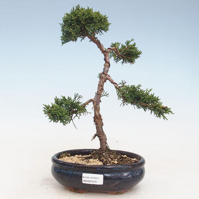 Venkovní bonsai - Juniperus chinensis -Jalovec čínský VB-2020-210