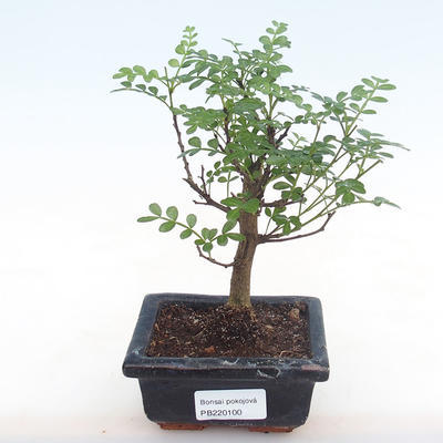 Pokojová bonsai - Zantoxylum piperitum - pepřovník PB220100 - 1
