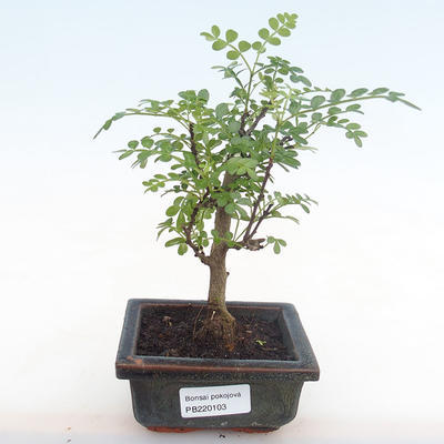 Pokojová bonsai - Zantoxylum piperitum - pepřovník PB220103 - 1