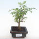 Pokojová bonsai - Zantoxylum piperitum - pepřovník PB220103 - 1/5