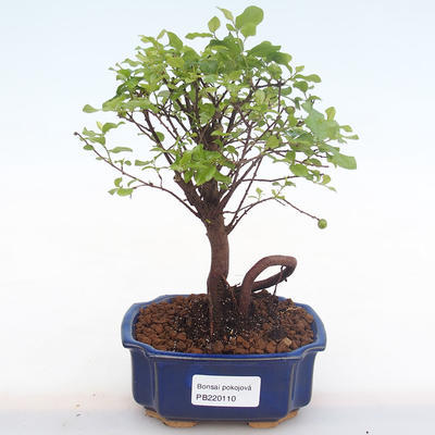Pokojová bonsai - Sagerécie thea - Sagerécie thea  PB220110 - 1