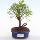 Pokojová bonsai - Sagerécie thea - Sagerécie thea  PB220110 - 1/4