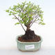 Pokojová bonsai - Sagerécie thea - Sagerécie thea  PB220111 - 1/4