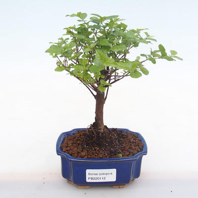 Pokojová bonsai - Sagerécie thea - Sagerécie thea  PB220112 - 1