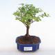 Pokojová bonsai - Sagerécie thea - Sagerécie thea  PB220112 - 1/4