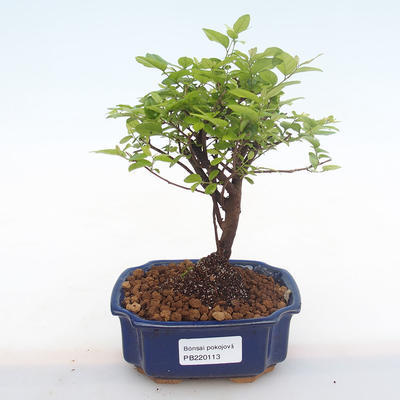 Pokojová bonsai - Sagerécie thea - Sagerécie thea  PB220113 - 1