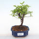 Pokojová bonsai - Sagerécie thea - Sagerécie thea  PB220113 - 1/4