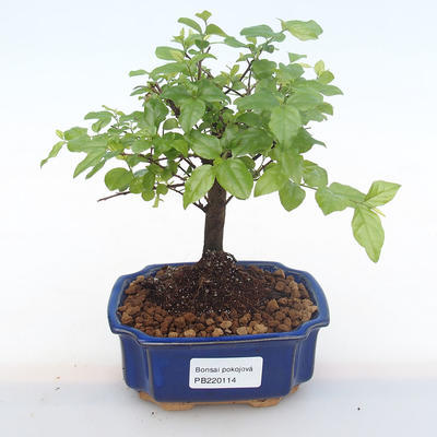 Pokojová bonsai - Sagerécie thea - Sagerécie thea  PB220114 - 1