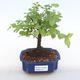 Pokojová bonsai - Sagerécie thea - Sagerécie thea  PB220114 - 1/4
